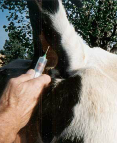 How t Tail Bleed :: Central Florida Large Animal Veterinary Services
